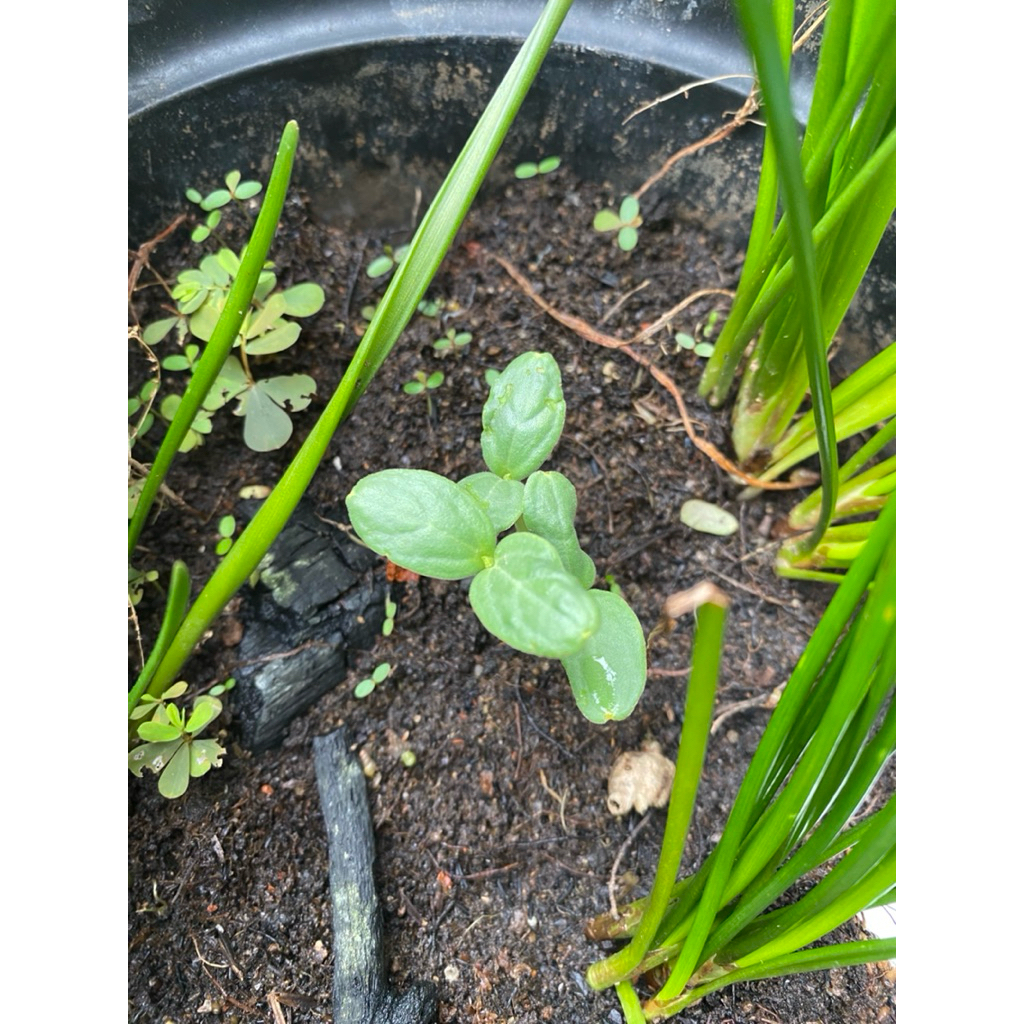 

biji buah melon manis