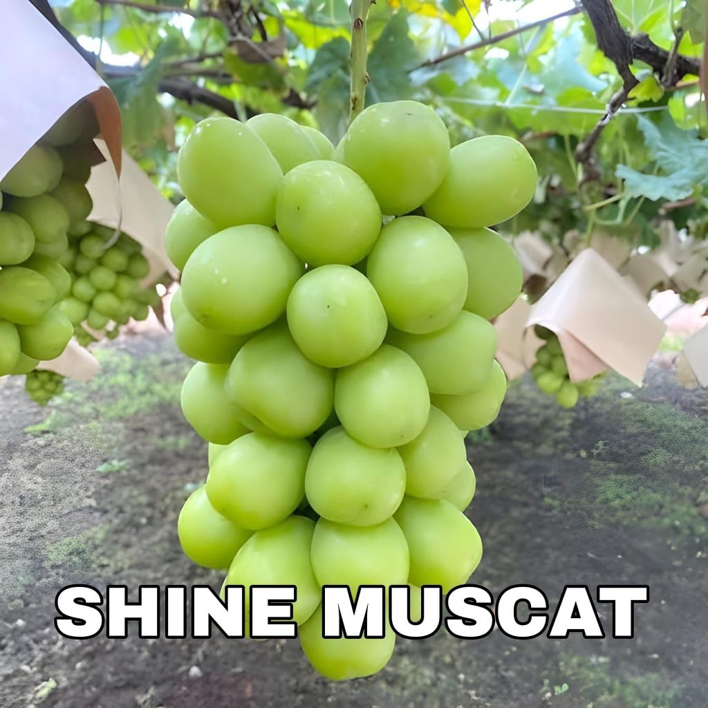 Bibit Anggur SHINE MUSCAT warna hijau besar aroma muscat