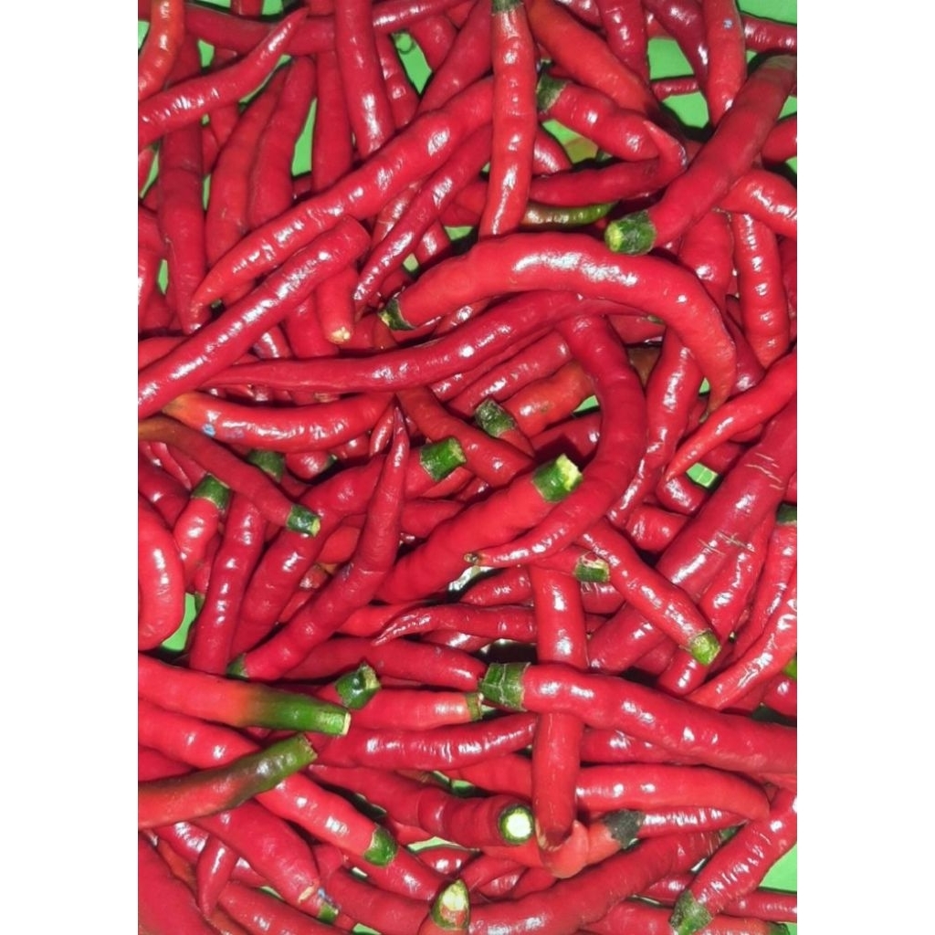 

cabe keriting merah petik 250gr