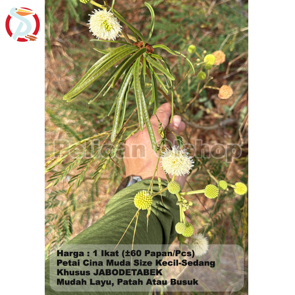 

Petai Cina Muda 1 Ikat Isi ±60 Pcs Pete Palending Selong Lamtoro Seupan Lalapan Rebus Masakan Leucaena Leucocephala Urap Sambal Obat Herbal
