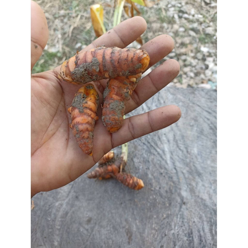 

kunir/kunyit kuning berat 500gr segaar baru di ambil dari kebun