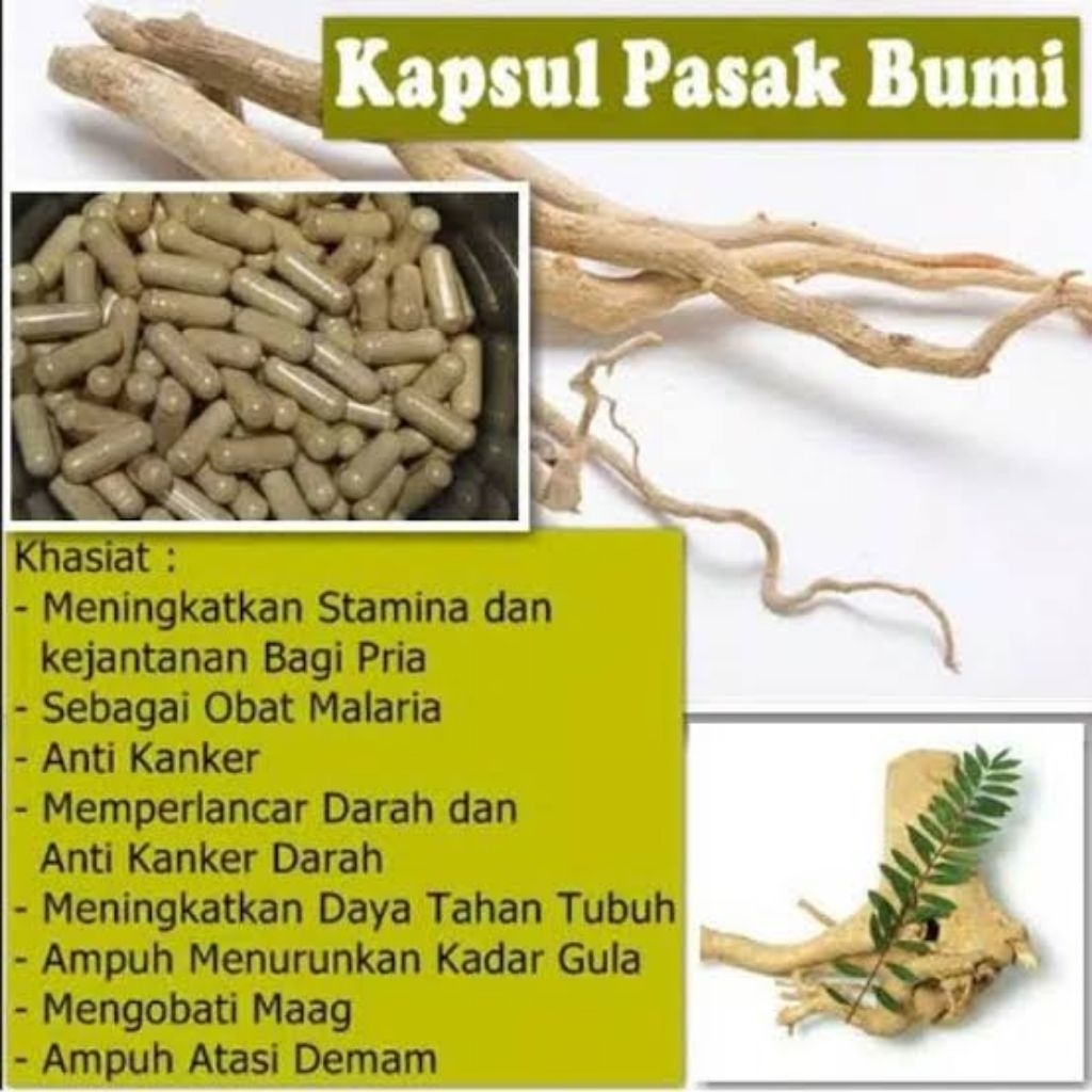 100 Kapsul pasak bumi asli curah