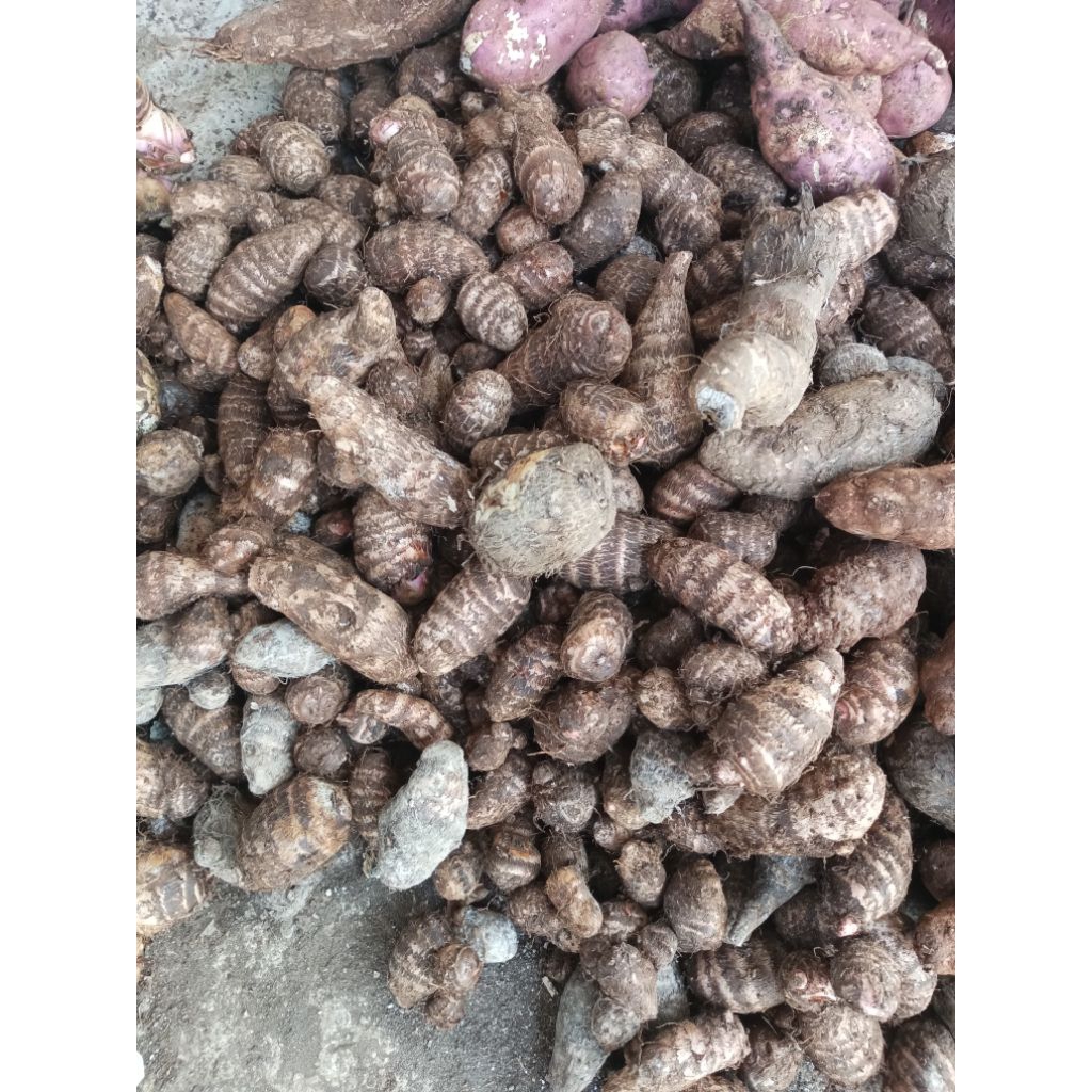 

TALAS Gunung Makanan Organik