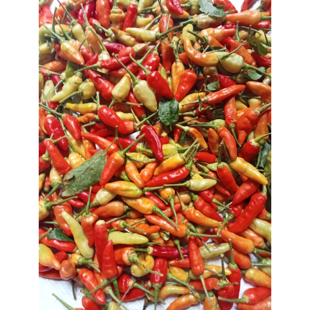 

cabai rawit supeer pedas hasil petikan petani 1/5kg
