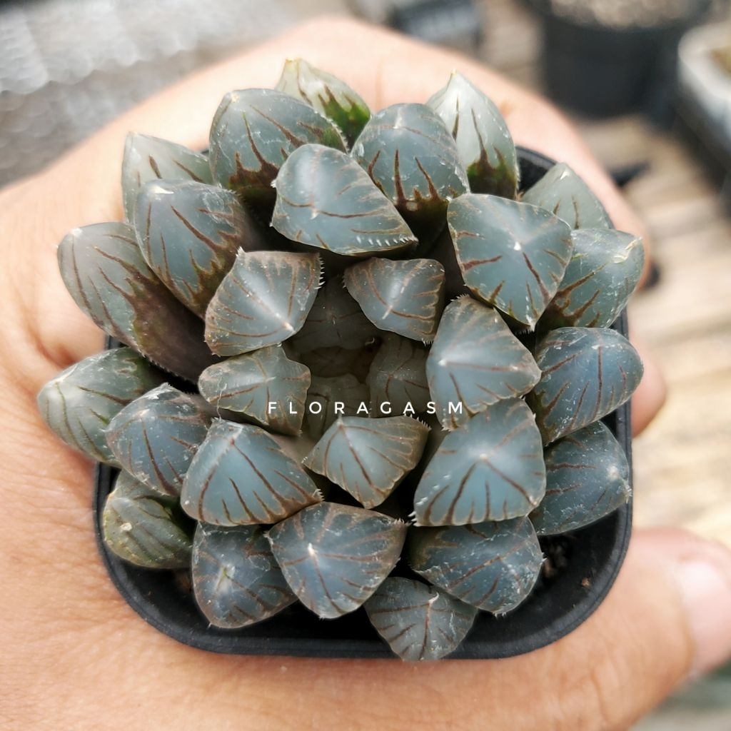 Haworthia black obtusa
