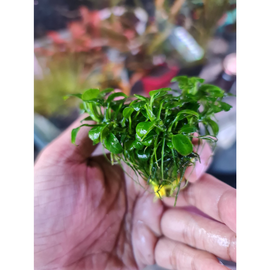 Tanaman Aquascape Anubias Petite Clump/Anubias Petit/Anub Petit