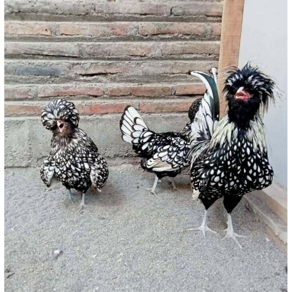 

paket hemat 5 Telur Ayam Hias Poland Fertil Buat ditetaskan