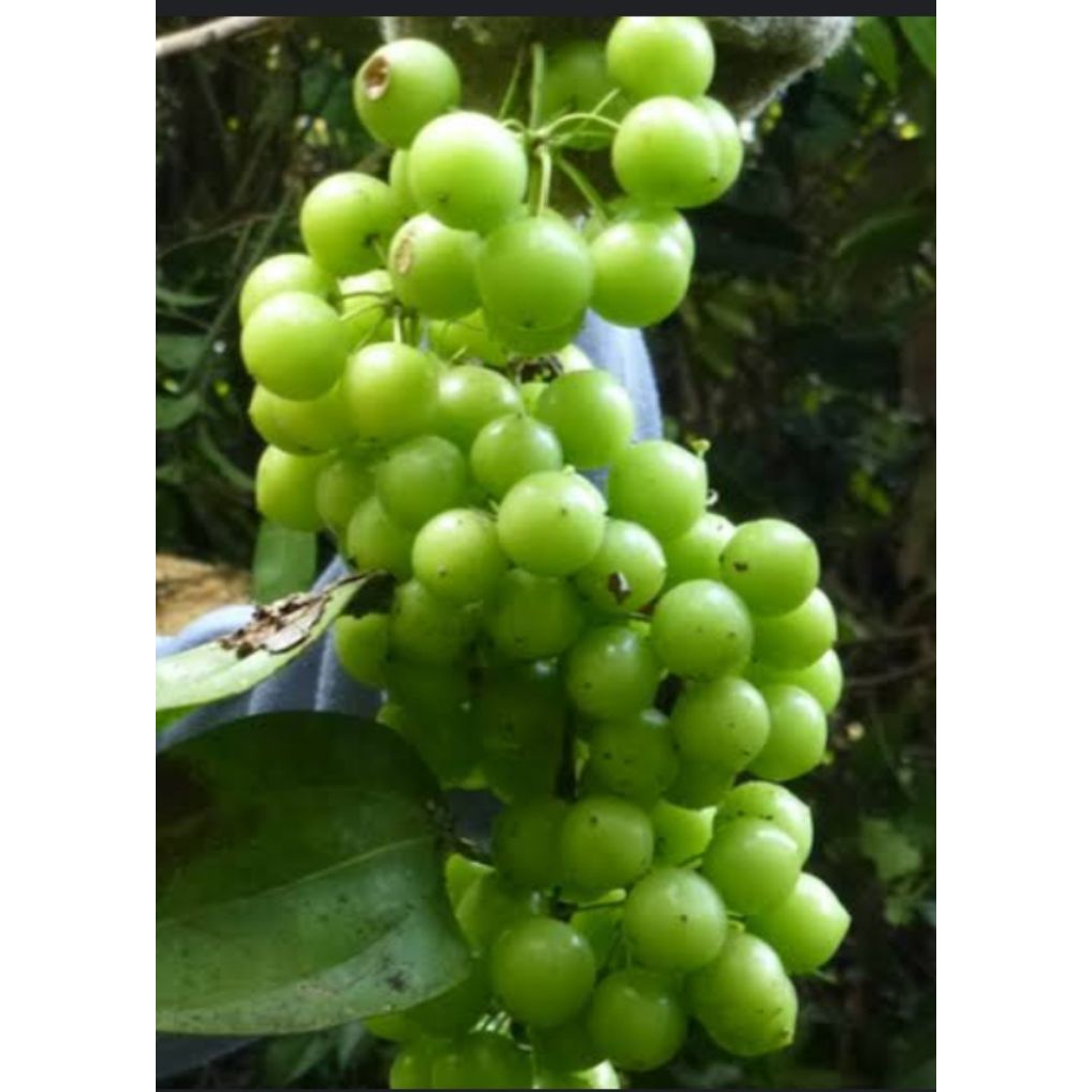 

buah.angur hutan/canar Bogor.si.asam.wenak