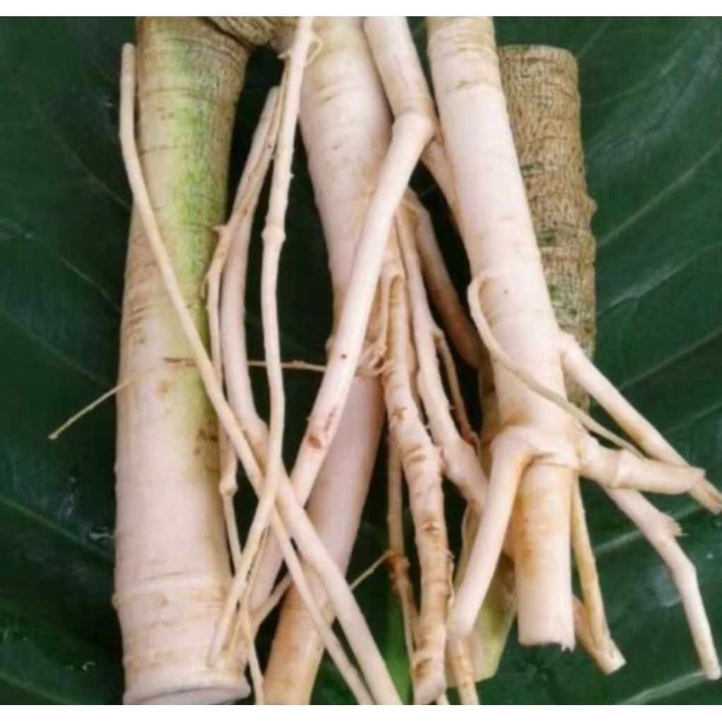 

Promosi Akar Pepaya Segar Di Ambil Saat Di Pesan 250 gram