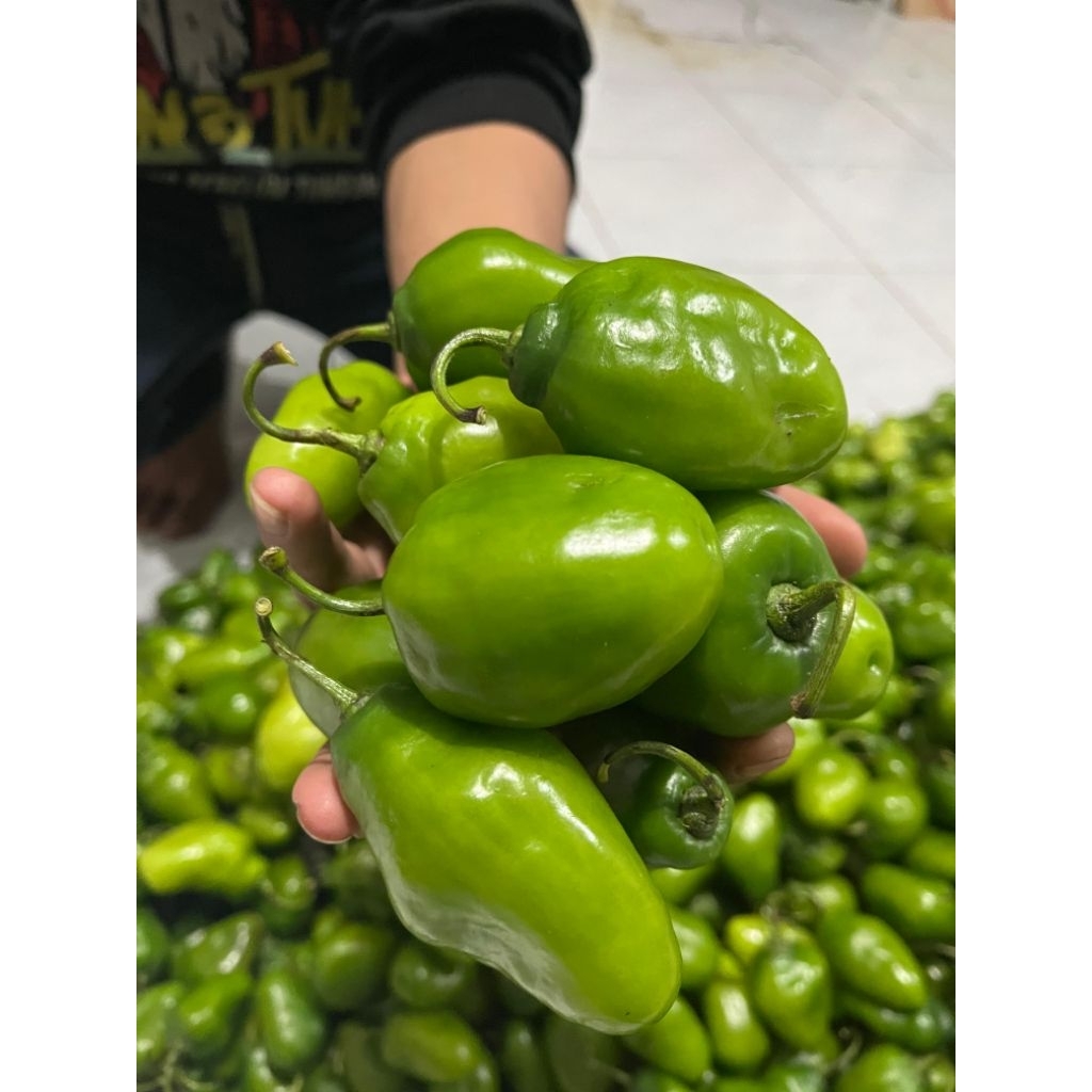 

Cabe gendot segar 250 gram berkualitas dari ciwidey