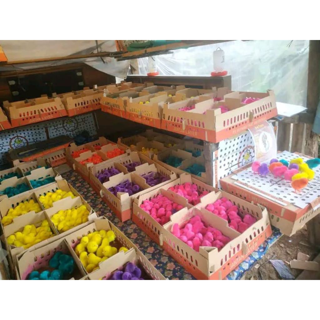 DOC AYAM WARNA WARNI IMUT QIUT