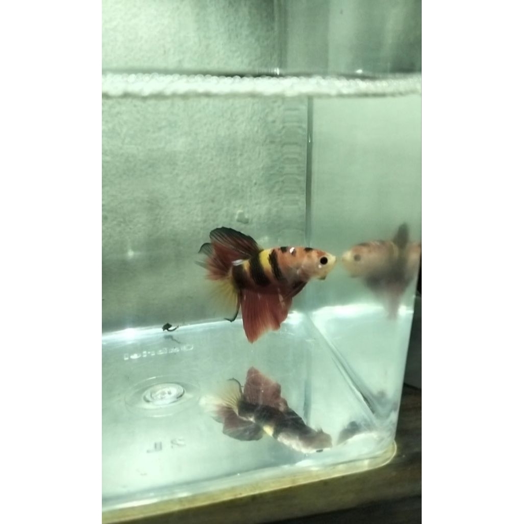 ikan cupang hmpk yellow base Nemo 100% sesuai foto/vidio real pict