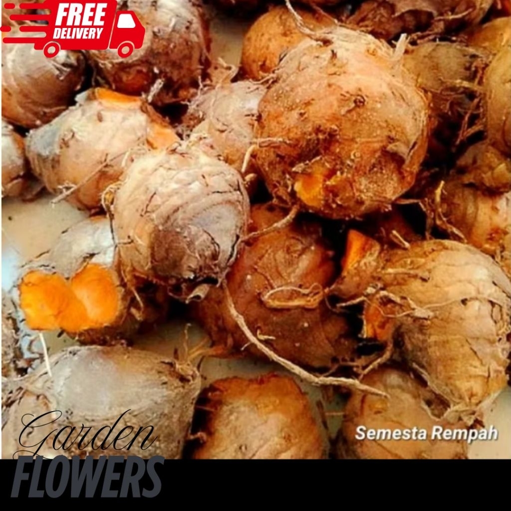 

TEMULAWAK SEGAR FRESH HERBAL TRADISIONAL ORGANIK TERMURAH