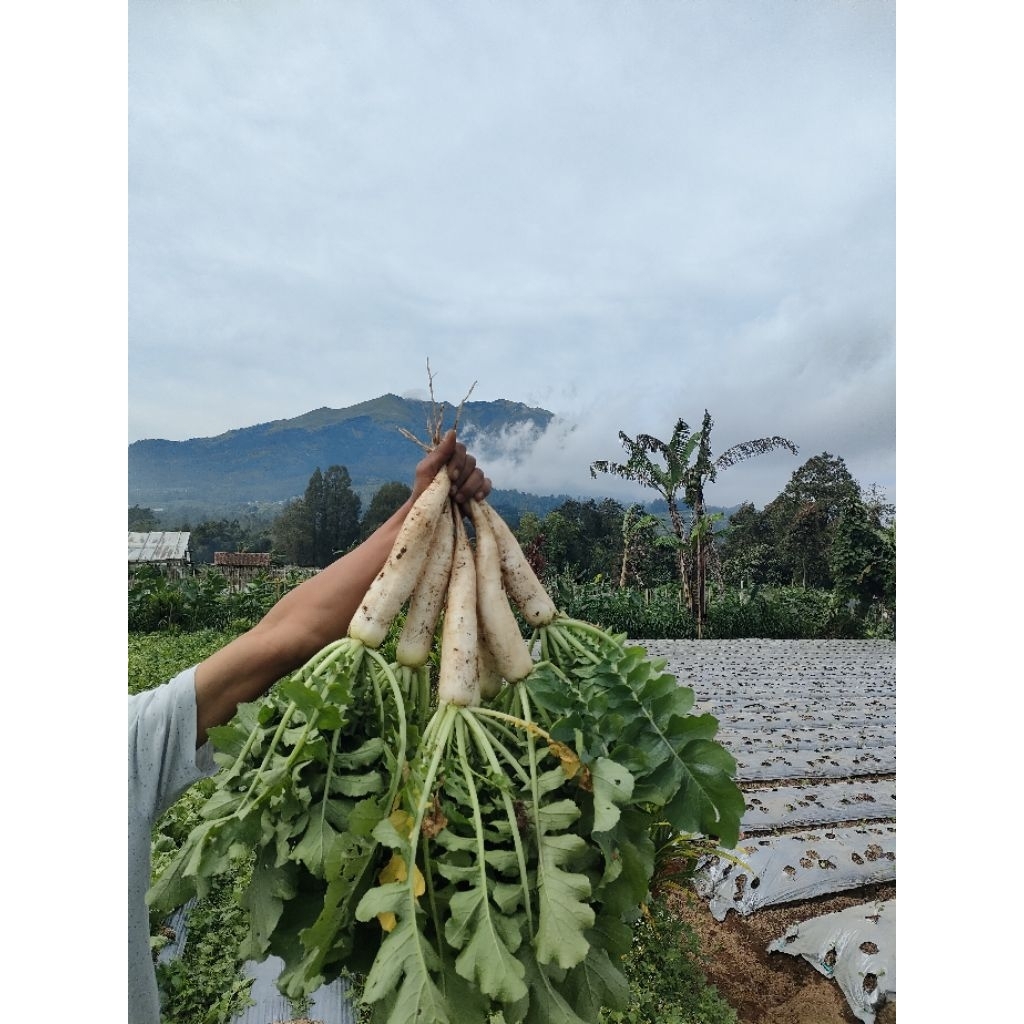 

Lobak putih fresh 1kg kualitas SUPER