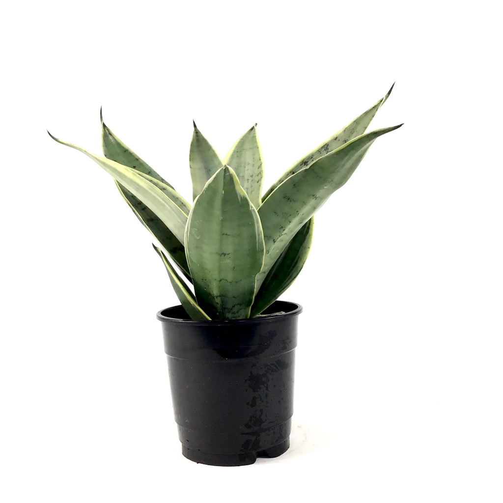 tanaman Sansevieria Trifasciata 'Hahnii Night Owl hahni cream
