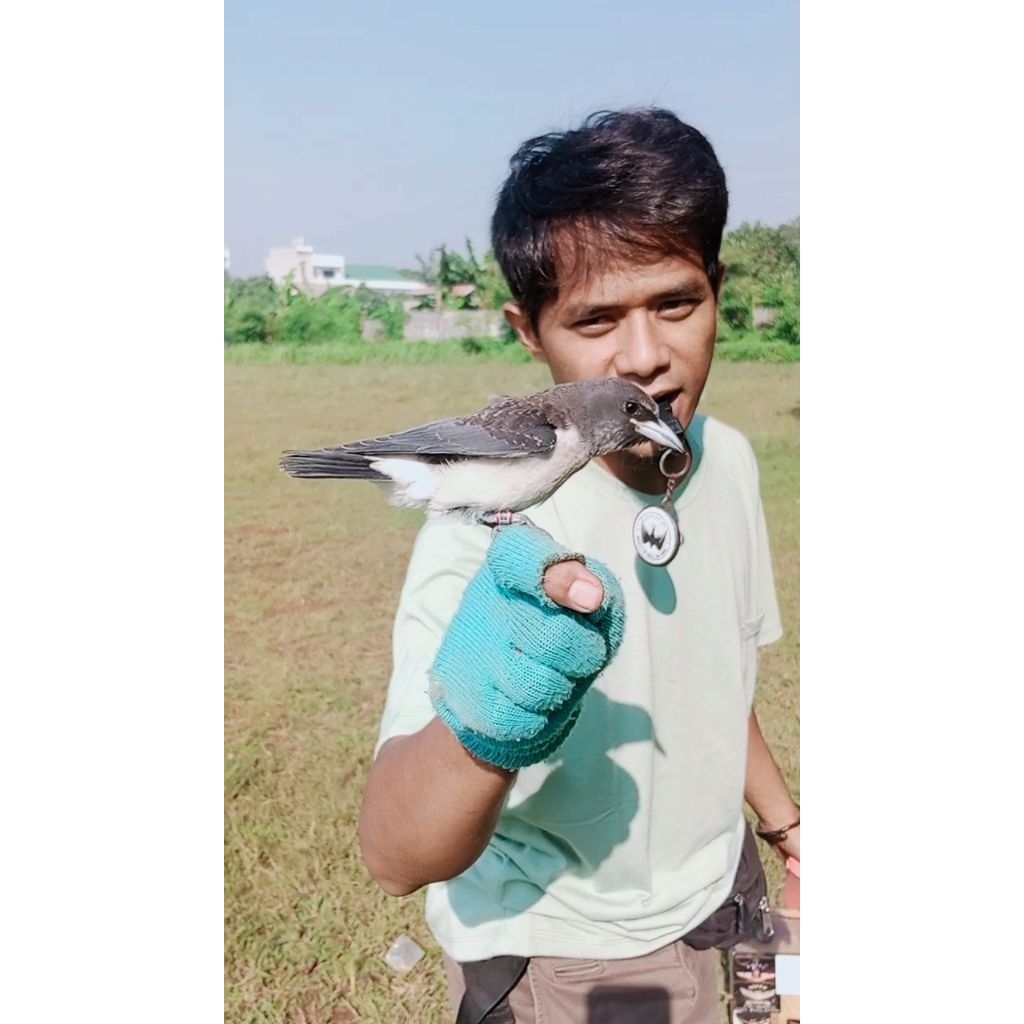 Burung kekep babi lolohan