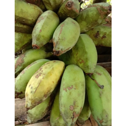 

pisang kepok lokal / cau gebrot per 1000 gram