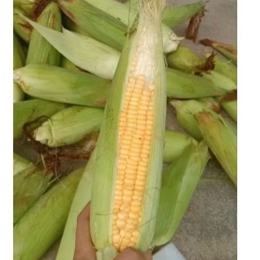 

jagung manis 1 kg