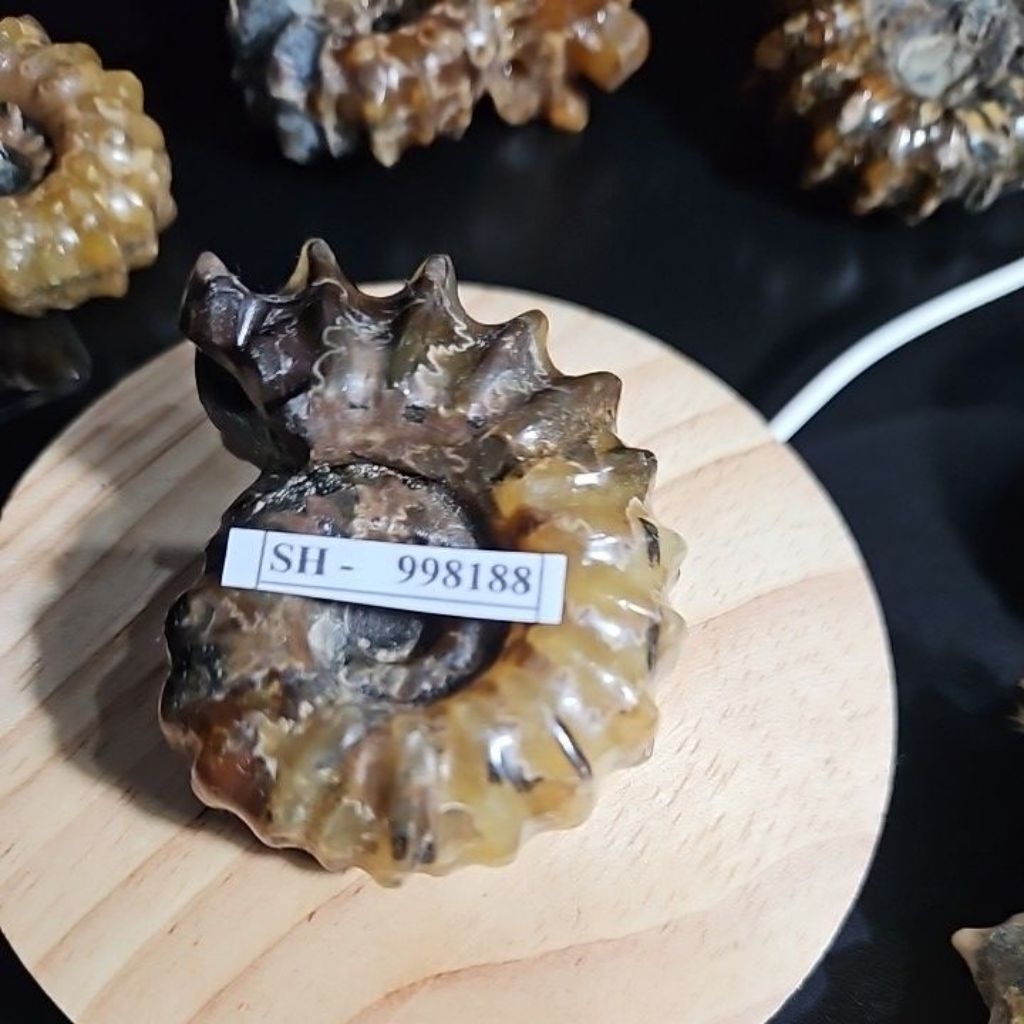 Ammonite Madagascar Rough HQ Asli