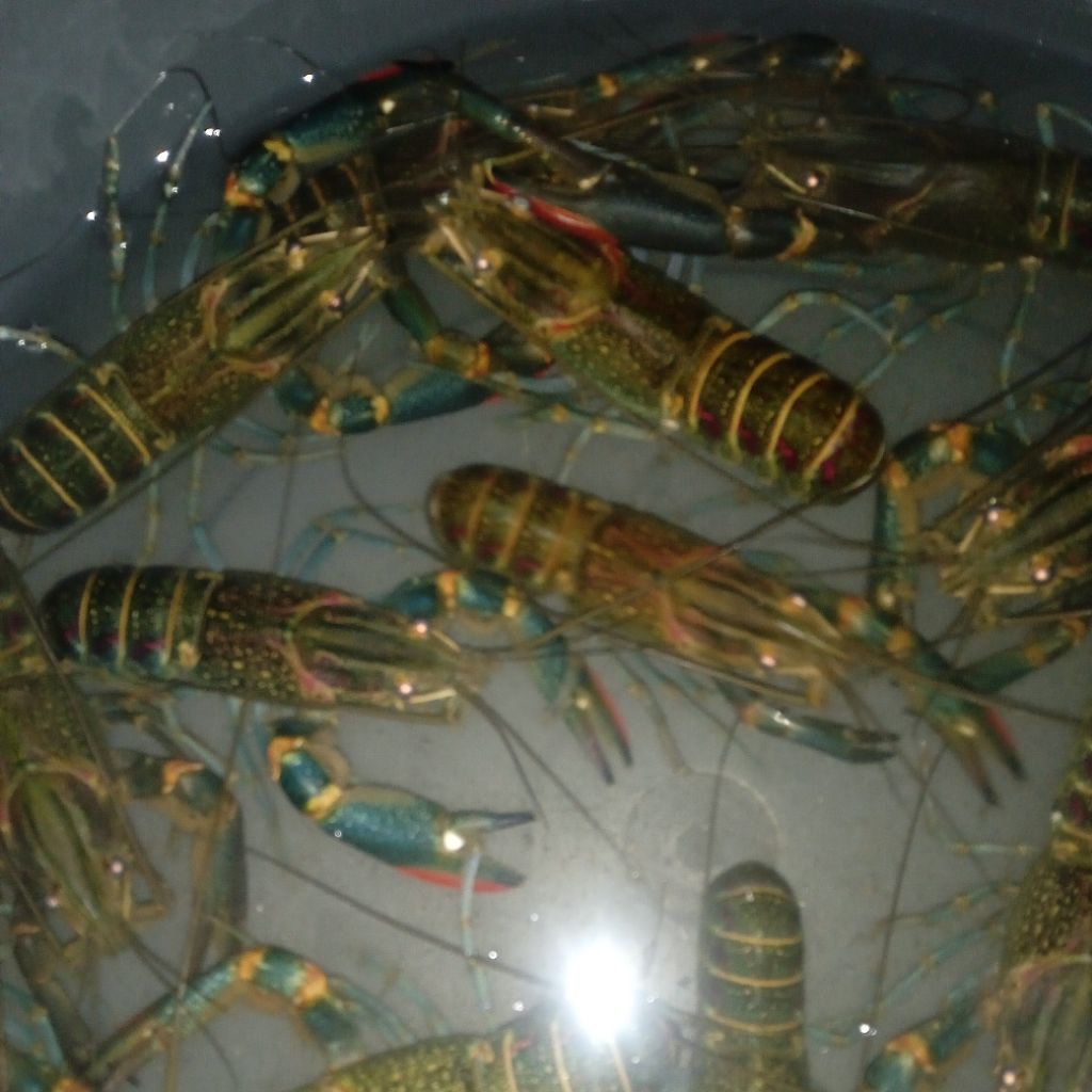 

spasng lobster air tawar siap pijah