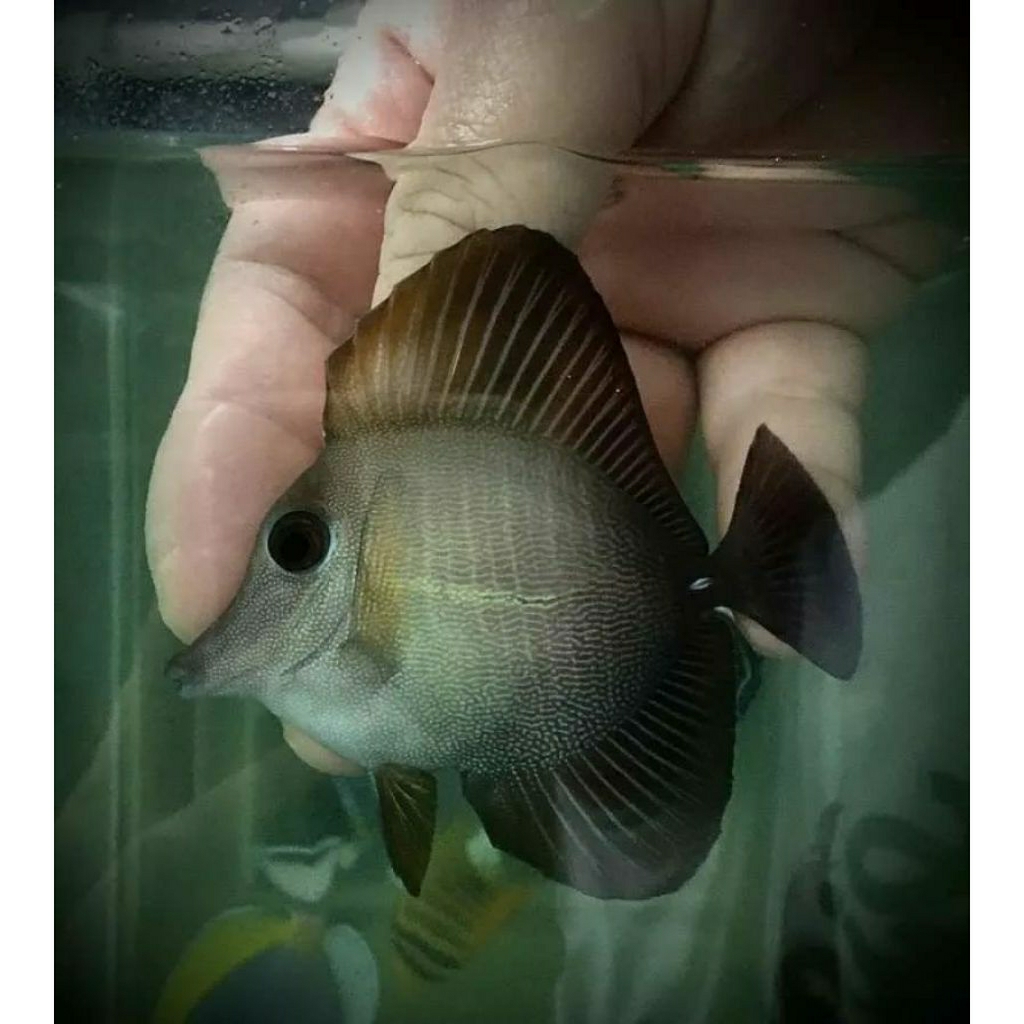 

IKAN HIAS BURUNG LAUT