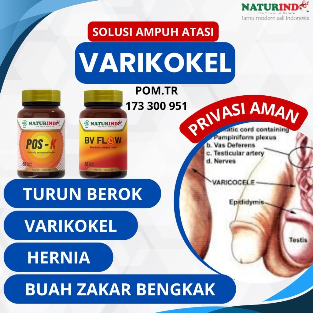 Obat Varikokel Buah Zakar Bengkak Hernia Turun Berok Pos K Bv Flow Herbal Naturindo