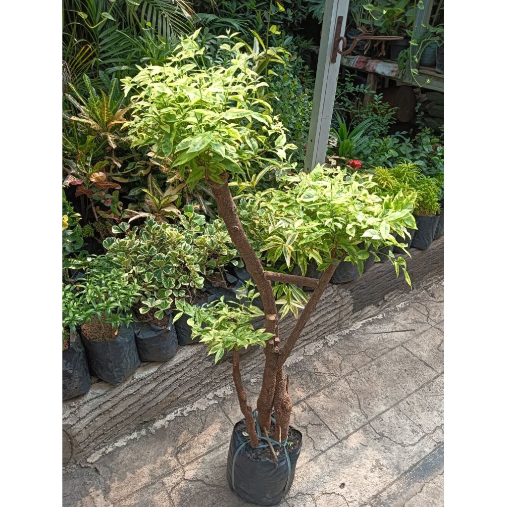 bonsai anting putri tinggi 1 meter