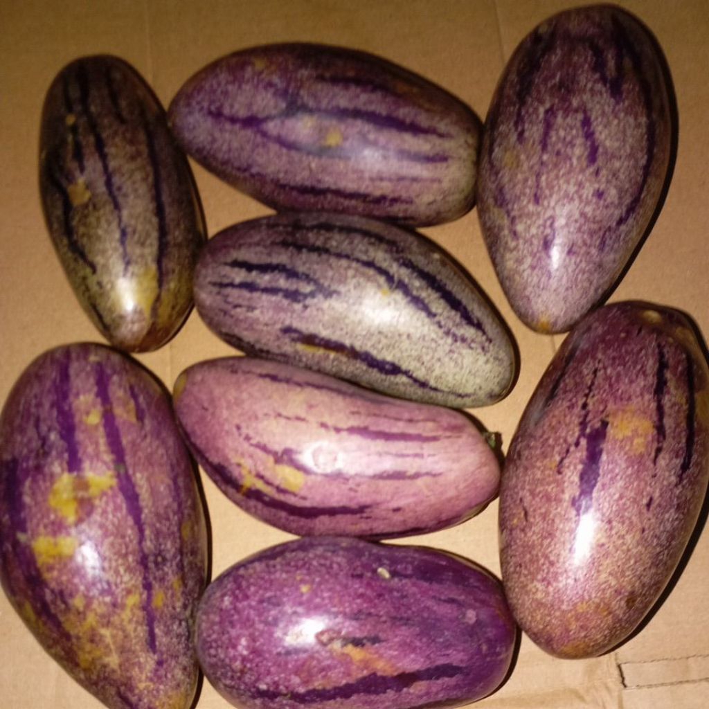 

Buah Pepino Papino segar kilogram