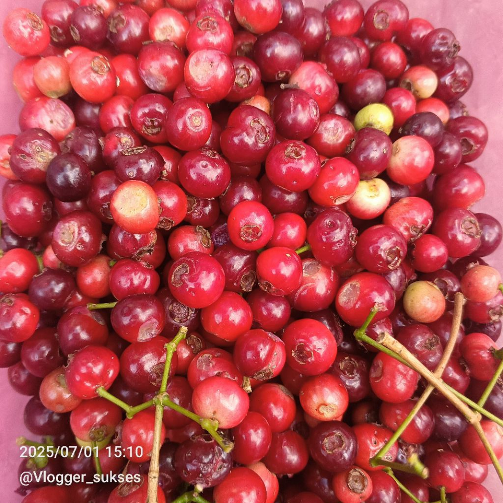 

Buah Daun Salam Segar Bumbu Masakan Dan Obat Herbal