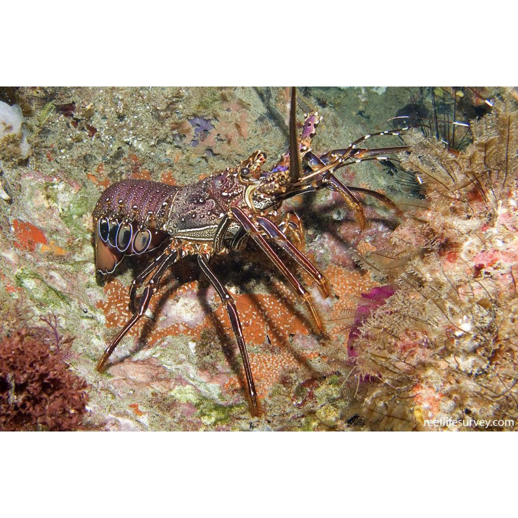 

Fiffa Jaya Lobster 1kg murah, Lobster bambu, Lobster pasir mentah