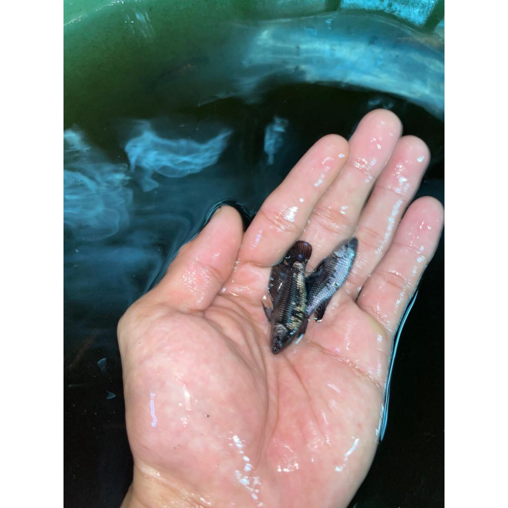 HIASAN AQUARIUM CUPANG PLAKAT BETINA BLACK SAMURAI