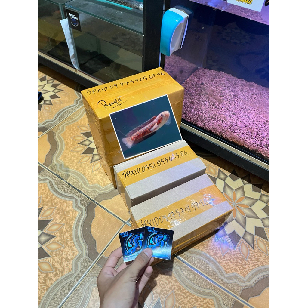 

KARDUS PACKING KALIMAYA MERAHH 7-9CM KUALITAS SUPERR GRADE A++