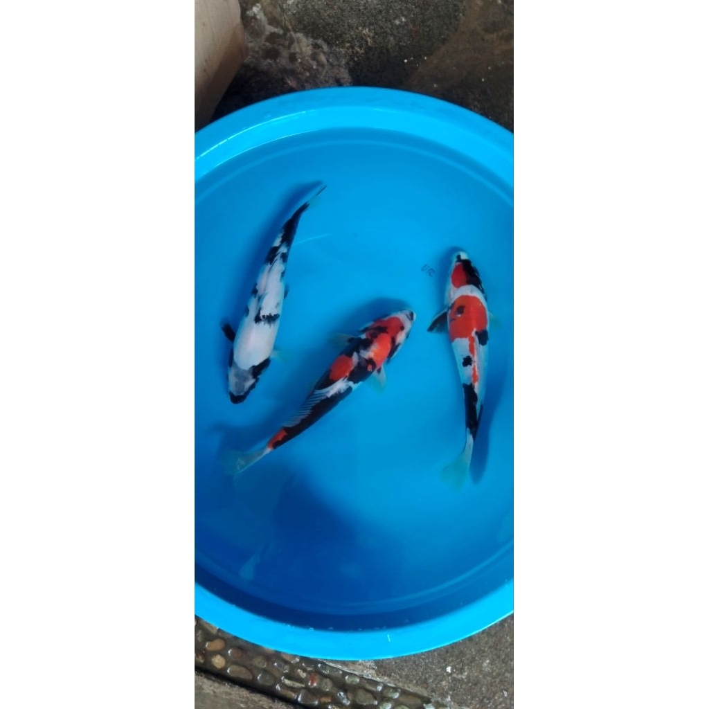 Koi Showa Doit paket 3 ekor 25 26cm