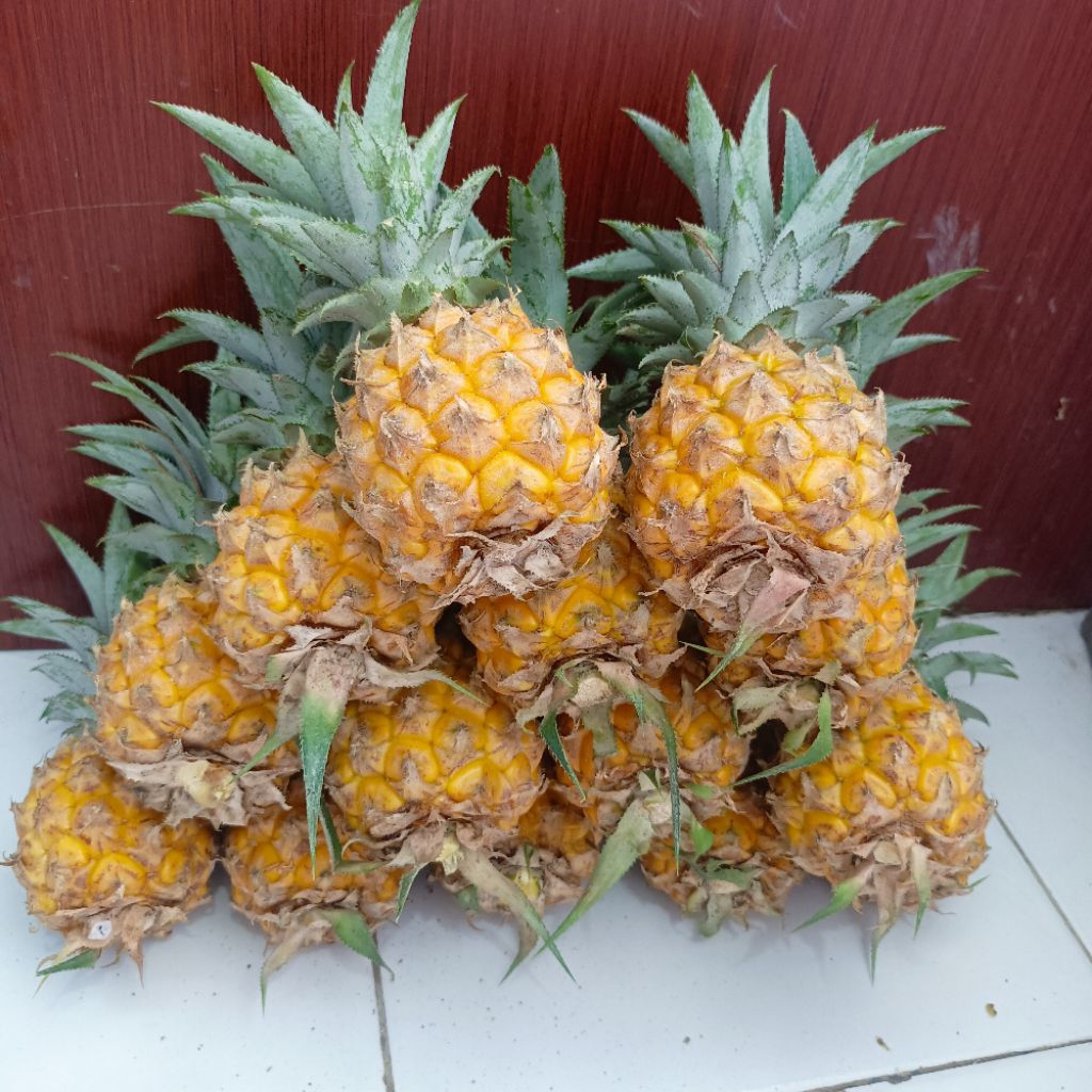 

nanas madu Pemalang