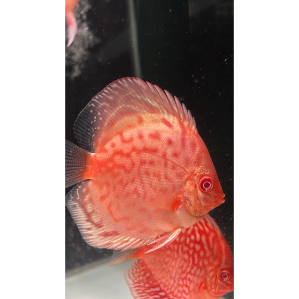 Discus Aquatic | Ikan Discus Albino | Ikan Hias Air Tawar