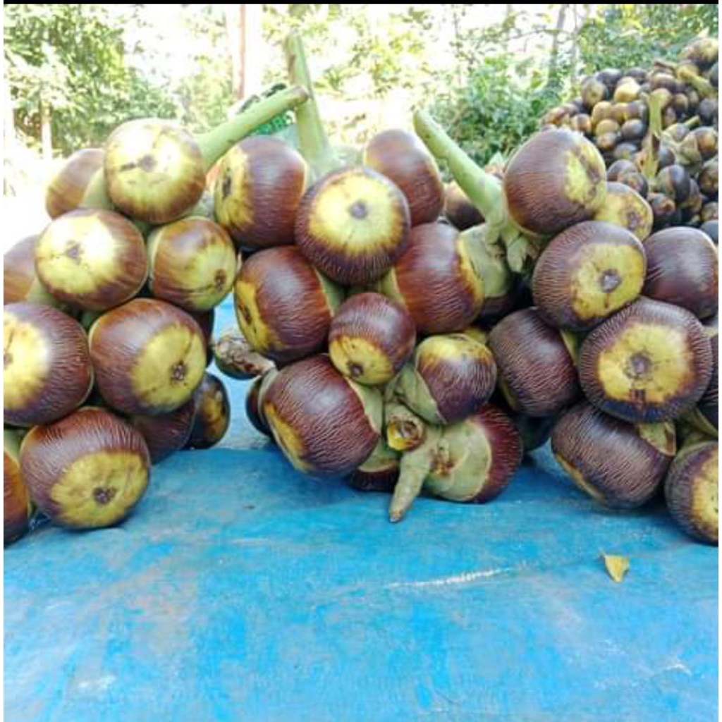 

Harga Tengkulak Untuk Dijual Lagi Paket 50 Buah (Kesegaran Tahan 10-15 Hari Aman Kirim Kemana Saja)