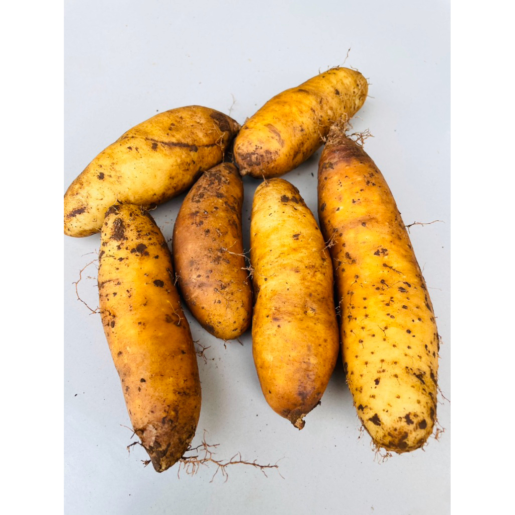 

Gembili ketan/Ubi tropong,PRES KULITAS TERBAIK