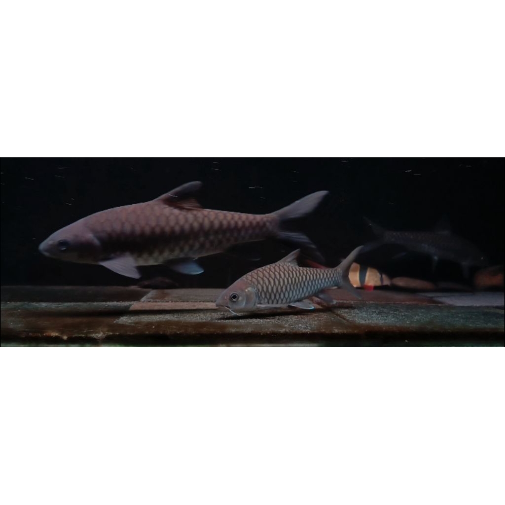 masheer Tor Tambroides 20-24cm