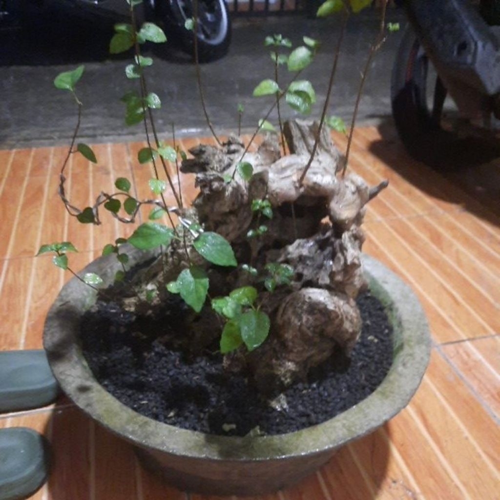 wahong laut bahan bonsai