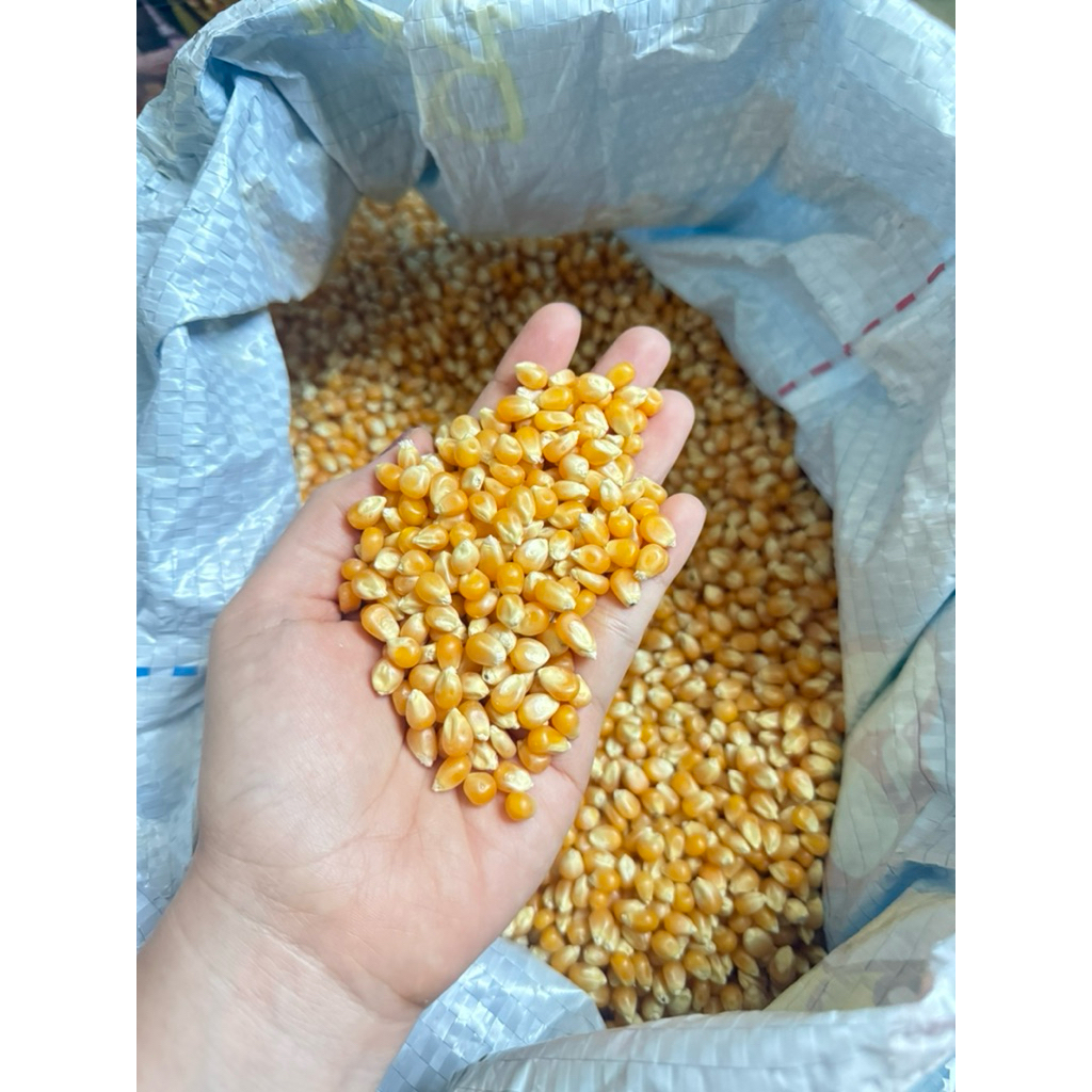 

JAGUNG POPCORN IMPORT MURAH (KARUNG/SAK/20KG)✅