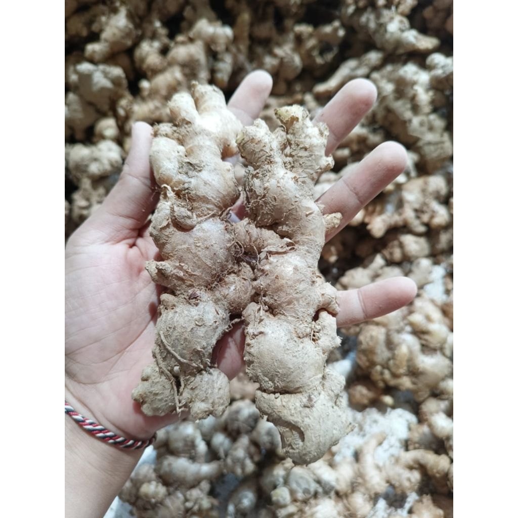 

Jahe Emprit Segar Jahe Jawa Super Kemasan 1 Kg