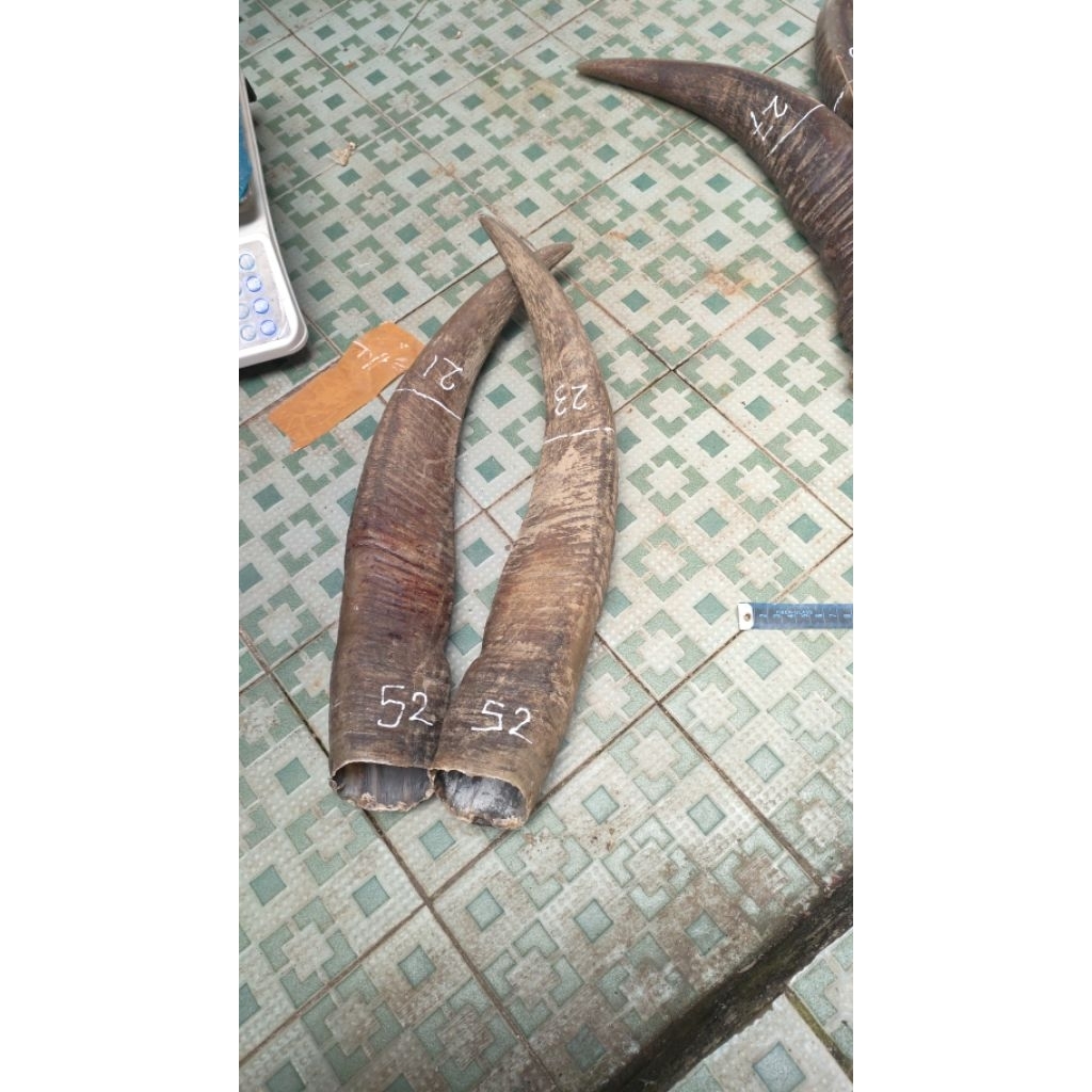 tanduk kerbau bule padatan 20-24 cm