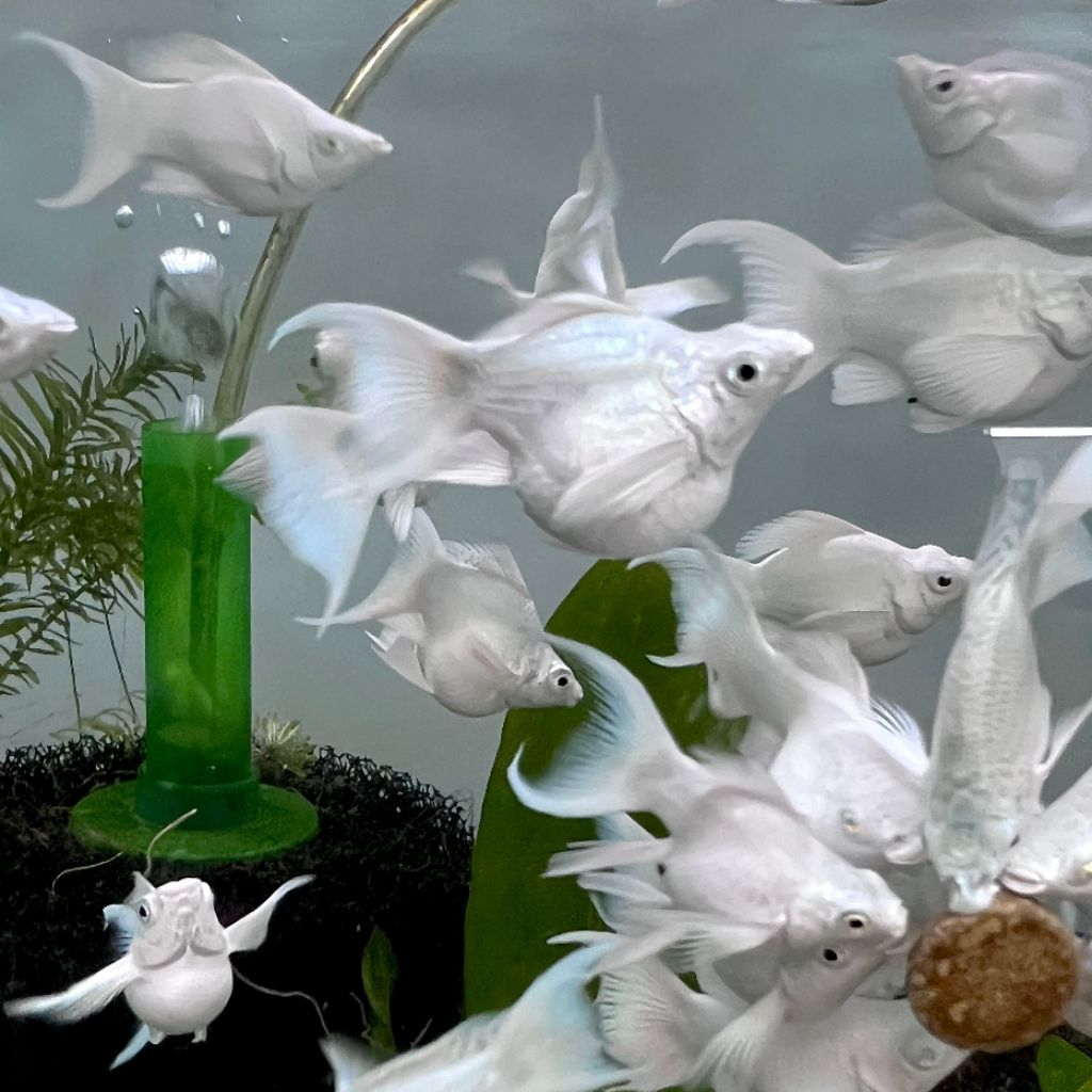 Molly platinum cawang