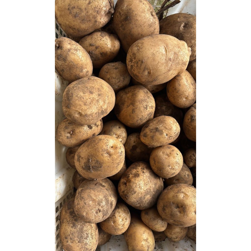 

kentang JURANG KUALI BATU kuning 1kg