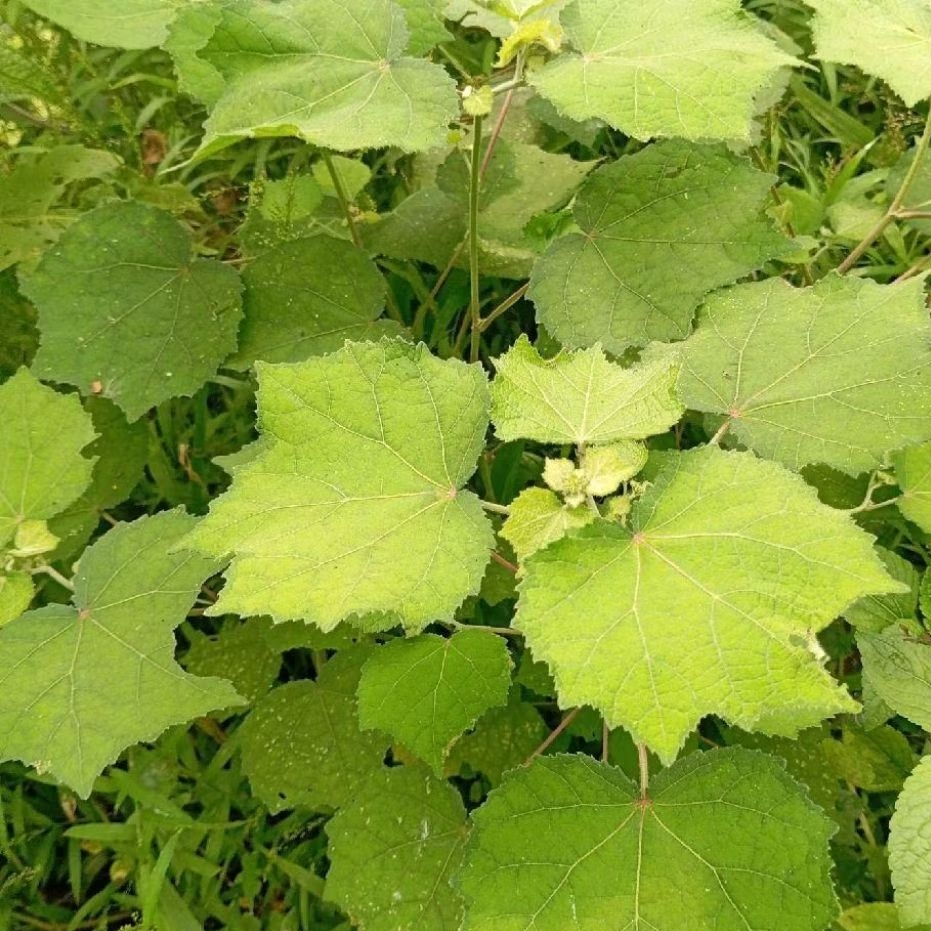 

Daun pulutan segar 500 gram petik langsung