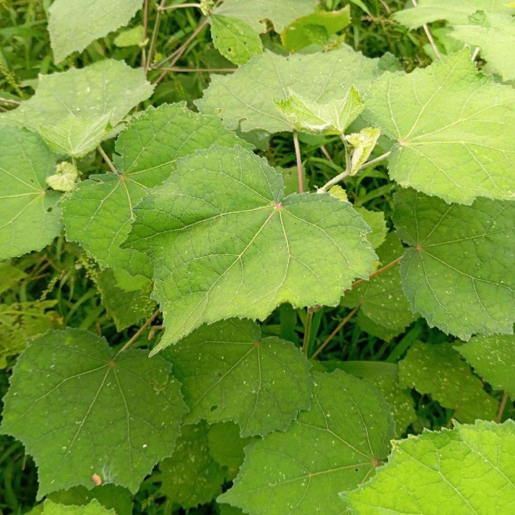 

Daun pulutan segar petik langsung 1 kg