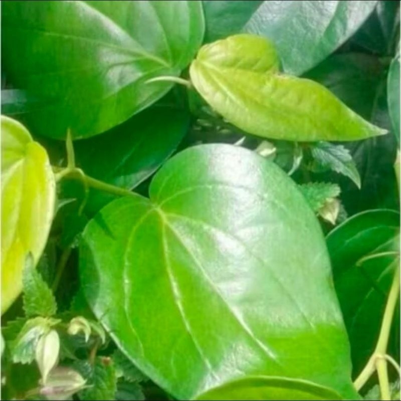 

SIRIH SEGAR / DAUN SIRIH SEGAR / DAUN SURUH