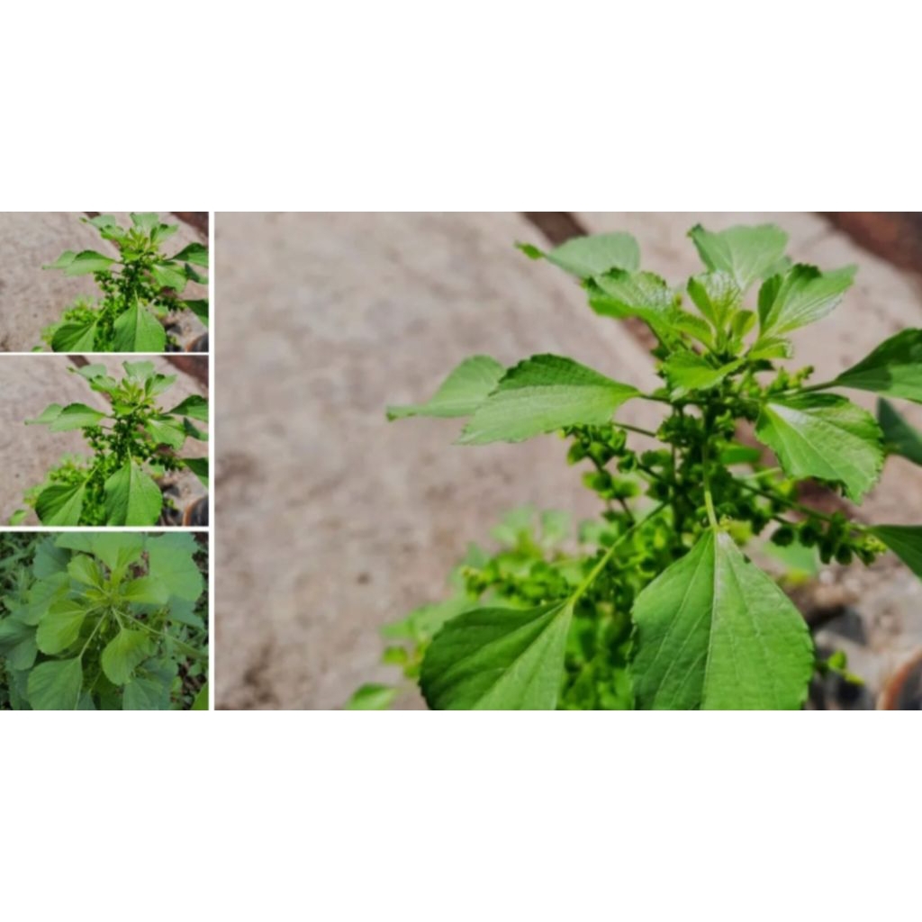 

Tumbuhan akalipa/anting anting tanam herbal tradisional 1kg