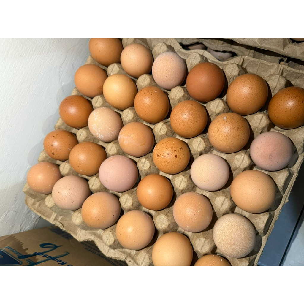 

30 Pcs Telur Ayam Eropa Kecil