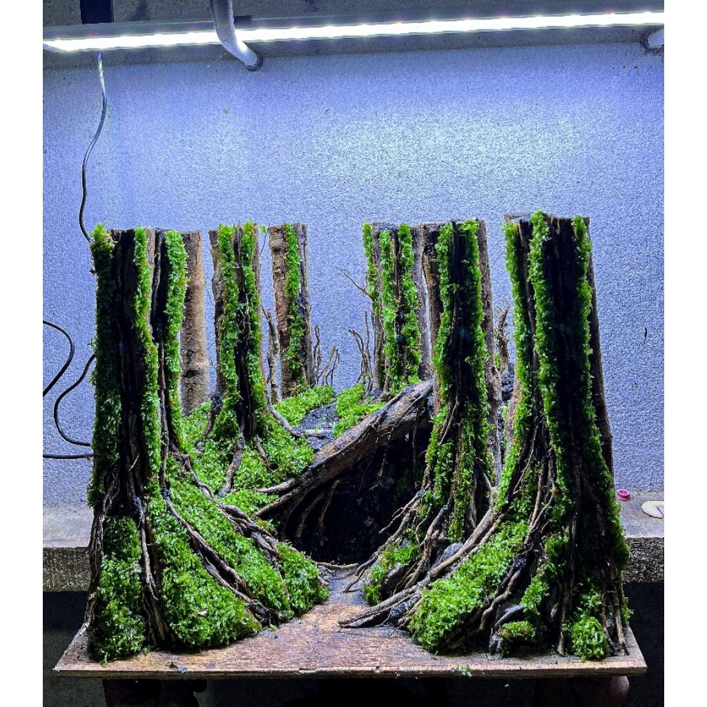 Hardscape jungle buat tank 40.30.30.cm sudah siap pakai